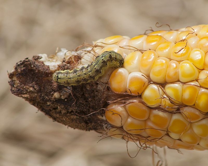 Corn Earworm