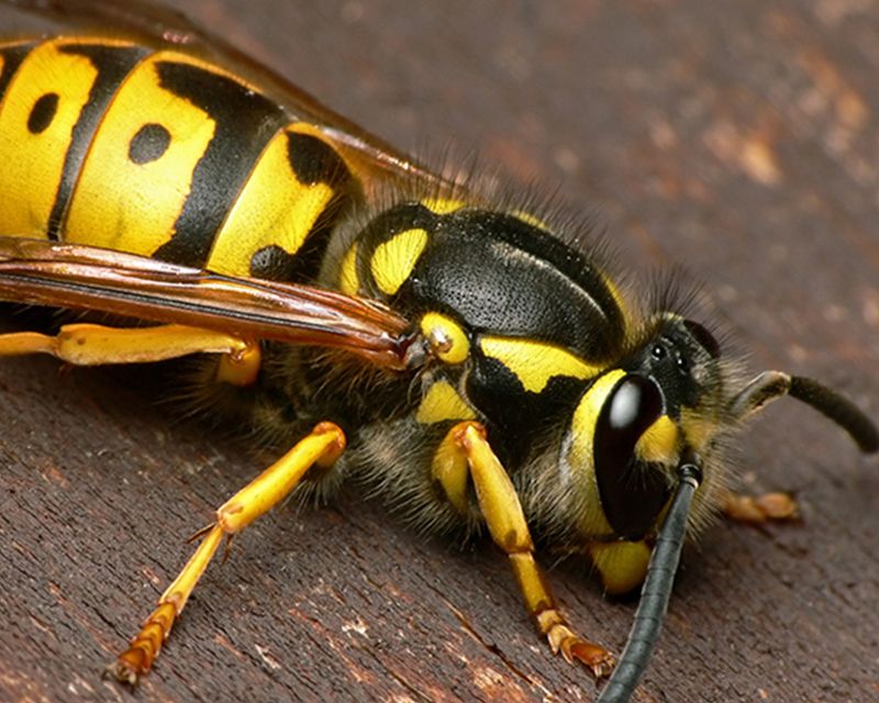 Wasps