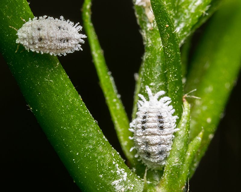 Mealybug