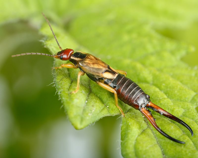 Earwigs