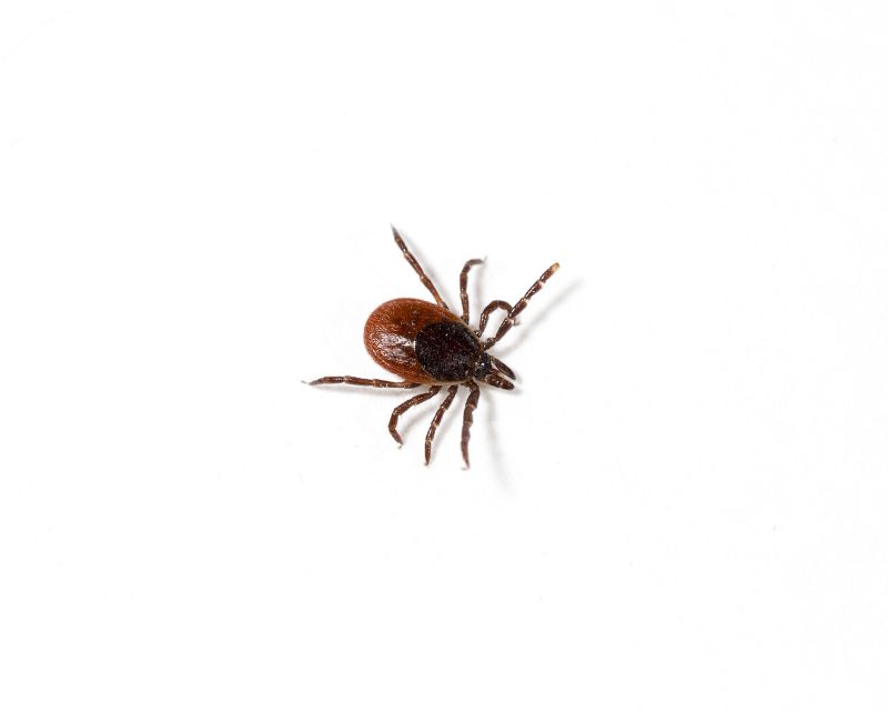 Ticks
