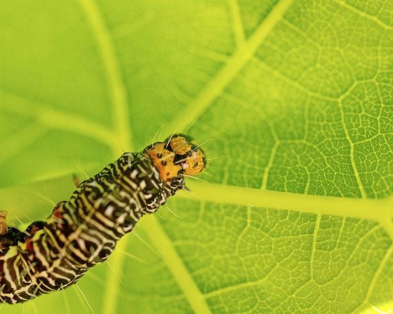 Grape Vine Moth Caterpillar