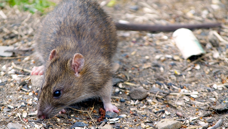 How to control rats and mice