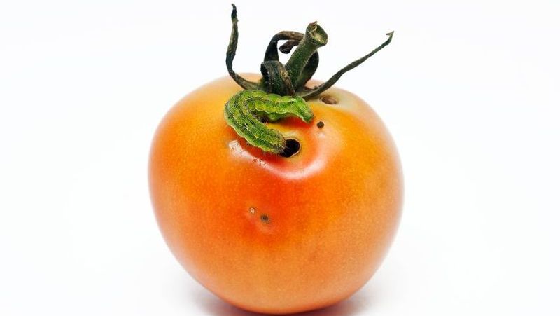 tomato-fruit-worm_1552965589934