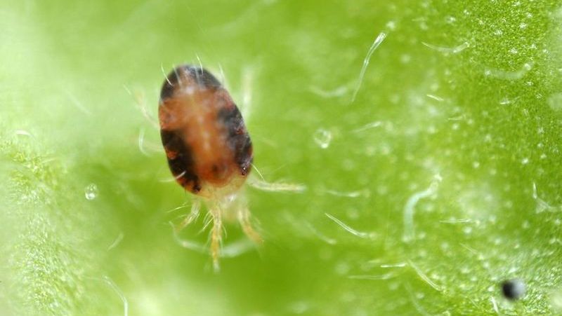 How To Control Two Spotted Mites Yates