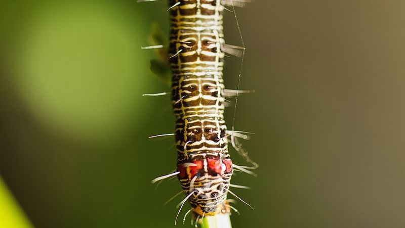 vine-moth-caterpillar_1553128265546