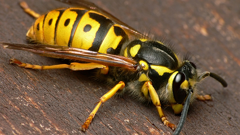 [Image: wasps_1580251987626.jpeg?width=800&mode=max]