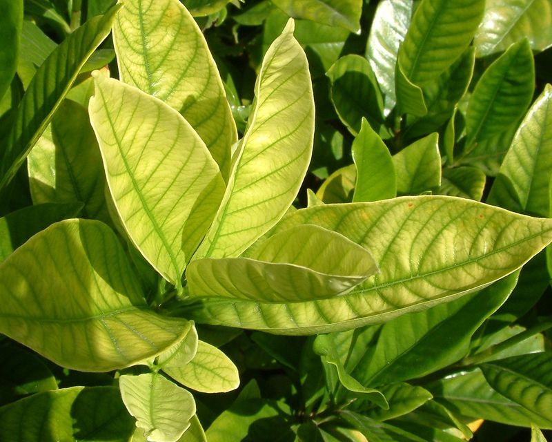 Iron Deficiency