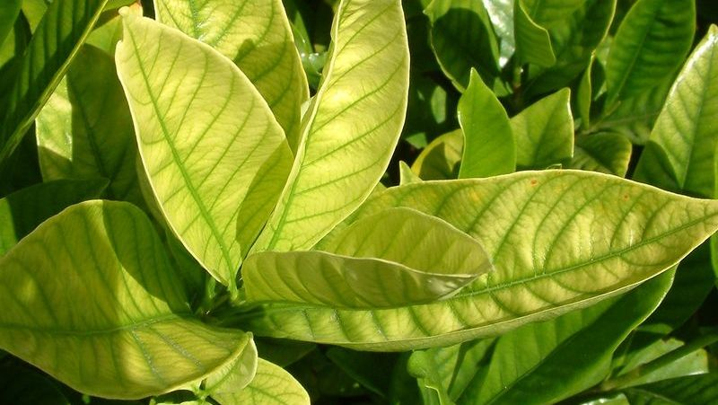 common-problems-camellia-3