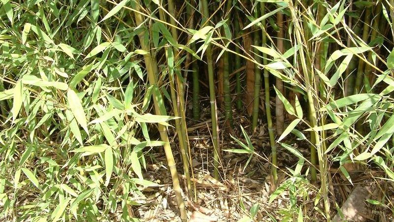 bamboo_1551155017611