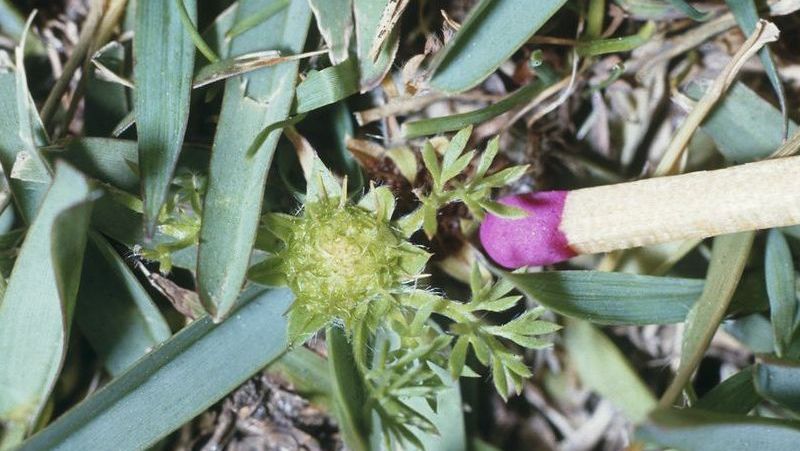 How To Control Onehunga Prickle Weed Yates