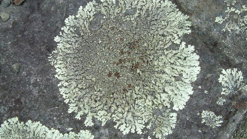 moss-algae-lichen_1551155017886