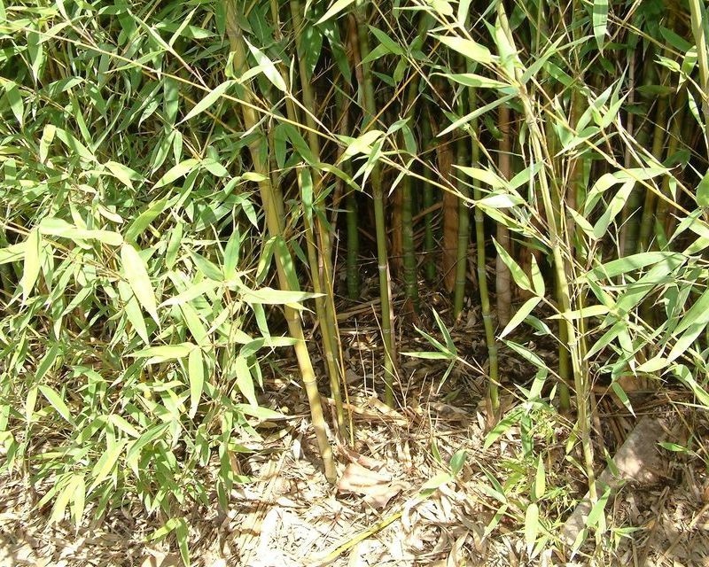 Bamboo