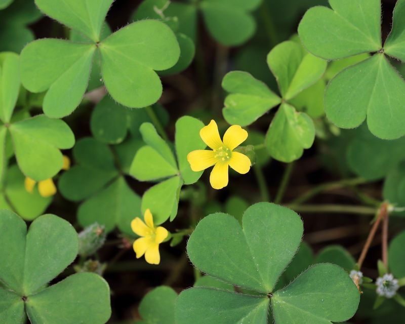 Oxalis