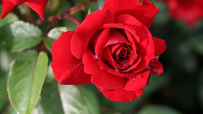 how-to-grow-roses_1551154937611