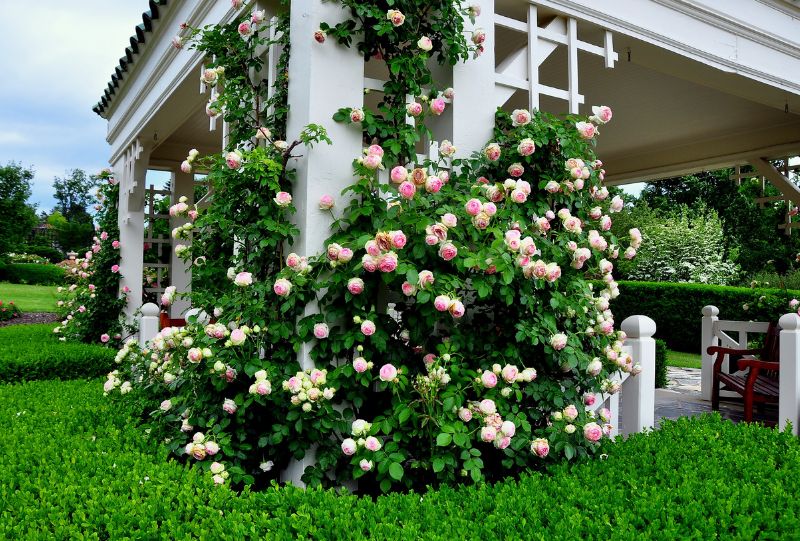 Climbing roses