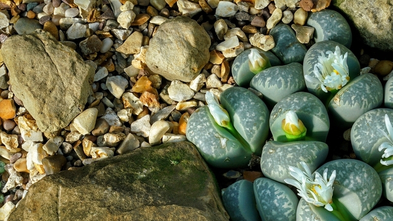 how-to-grow-lithops_1551160455645