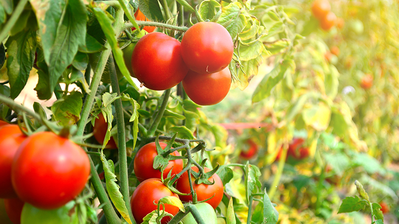 how-to-grow-tomatoes_1551160517557