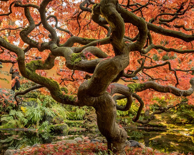 Japanese Maple