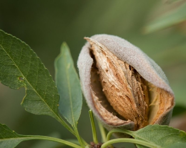 How to grow nuts in the garden | Yates