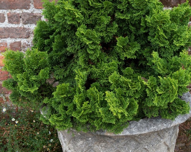 Cyparis How to grow versatile ornamental Chamaecyparis | Yates