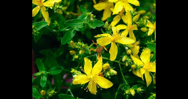 Hypericum Ruby How to Grow Bright, Starry Hypericum | Yates
