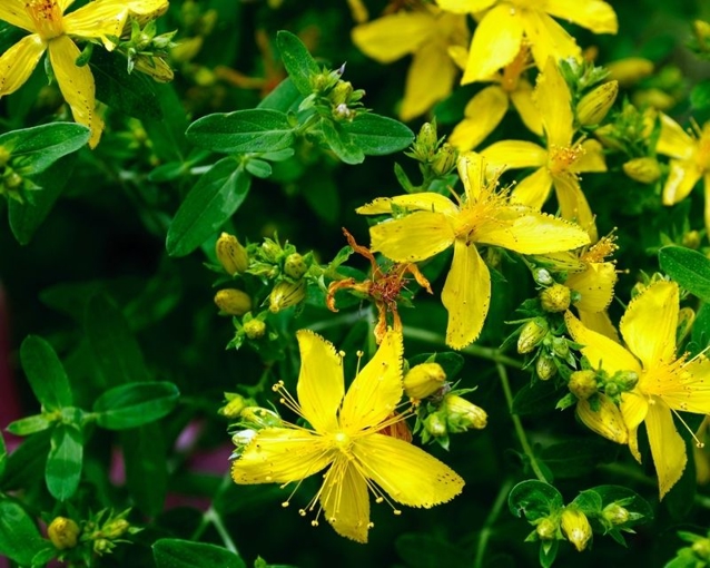 Hypericus How to Grow Bright, Starry Hypericum | Yates