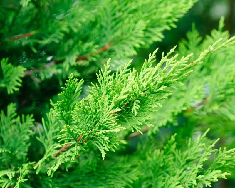 Cypress 'Leighton Green' 
