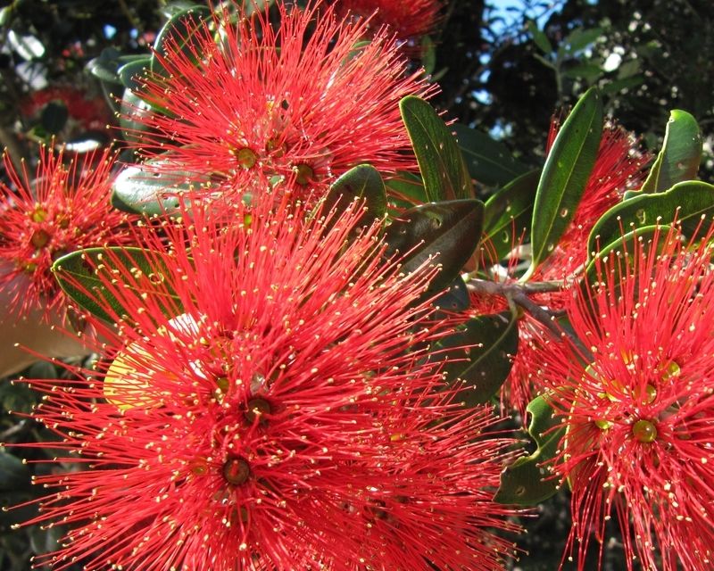 Dwarf Pōhutukawa