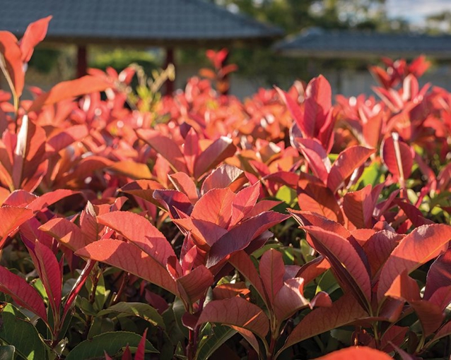 How to grow photinia | Yates
