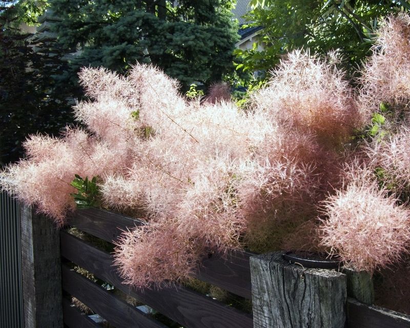 Image of Smoke bush tree in a water garden