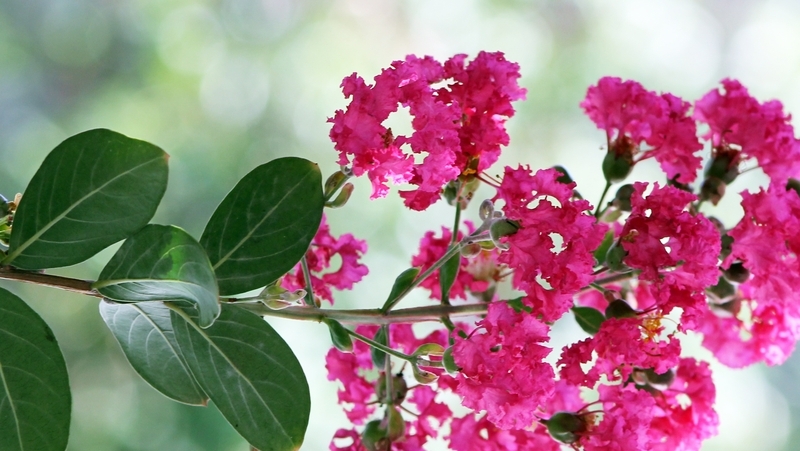 how-to-grow-crepe-myrtle_1551762105798