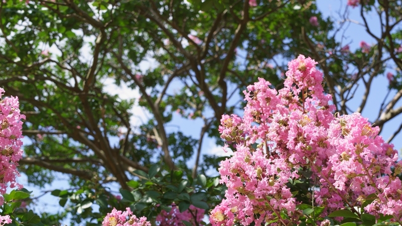 how-to-grow-crepe-myrtle_1551762107611