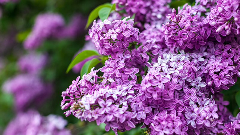 how-to-grow-lilacs_1551160481589