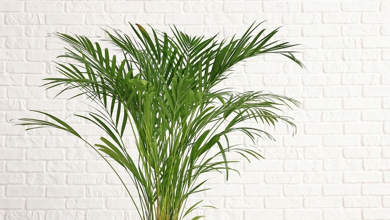how-to-grow-palms_1551840146257