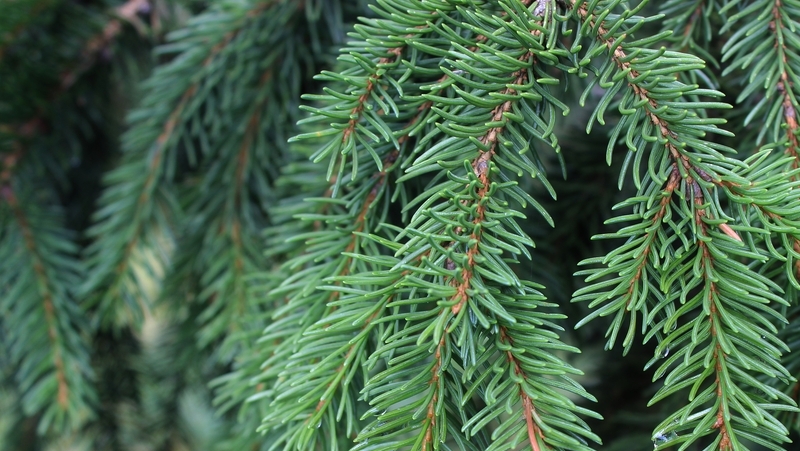 how-to-grow-picea_1551840622930