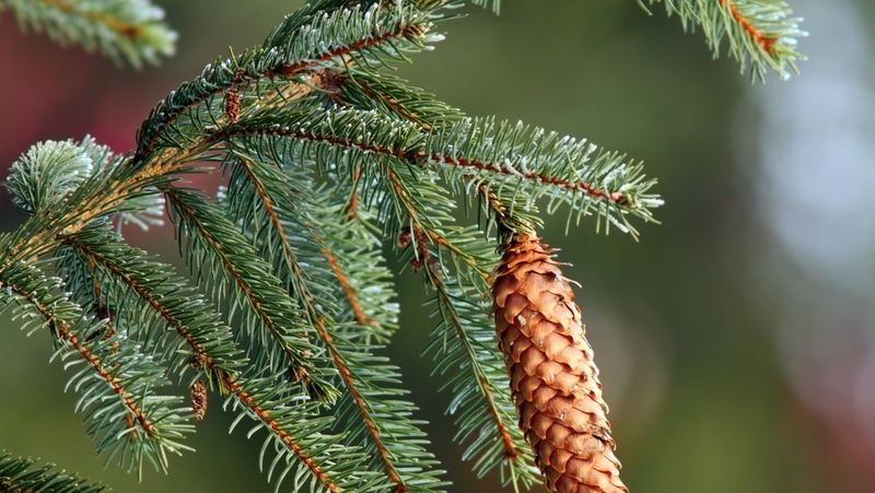 how-to-grow-picea_1551840624680