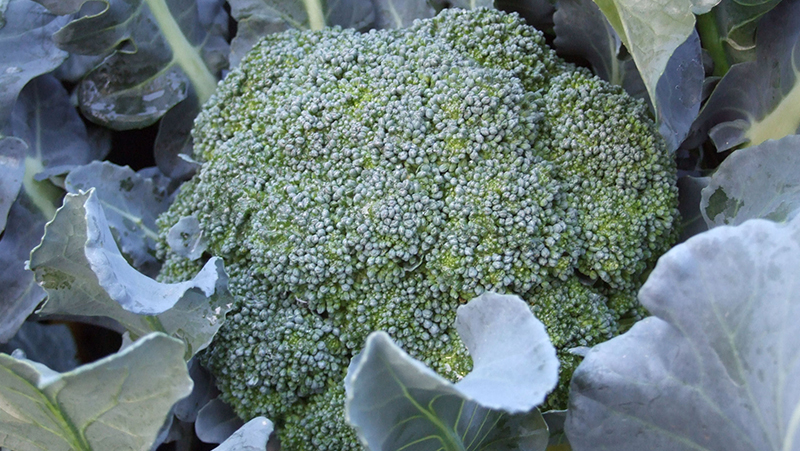how-to-grow-broccoli_1551160523258