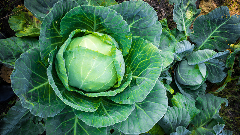 how-to-grow-cabbage_1551160548824