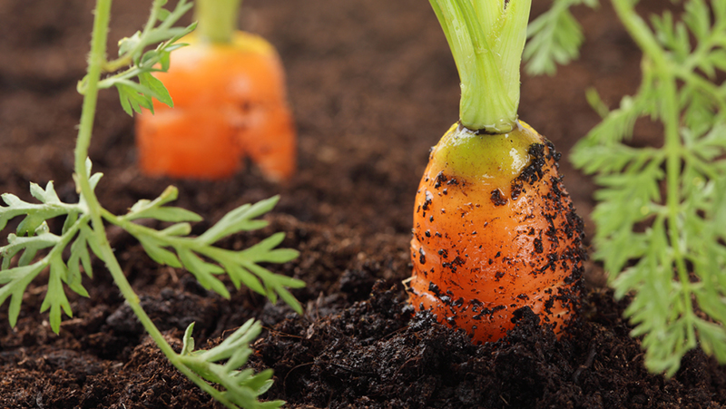 how-to-grow-carrot_1551160519903