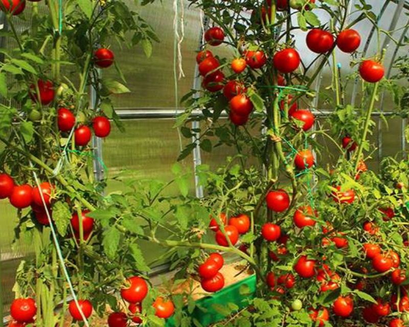 What climbing vegies to plant Yates