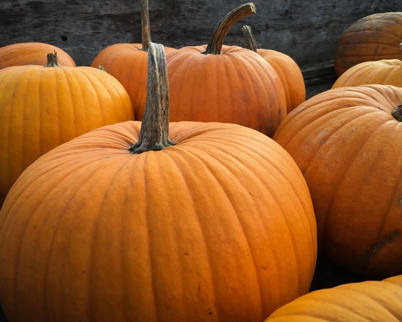  How to grow giant pumpkins for kids