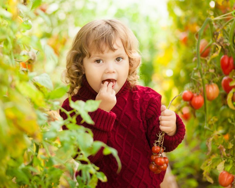 Cherry Tomato fun for kids