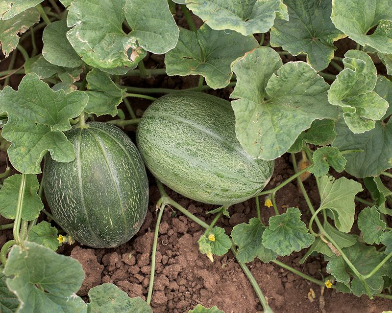 How to grow Melons Yates
