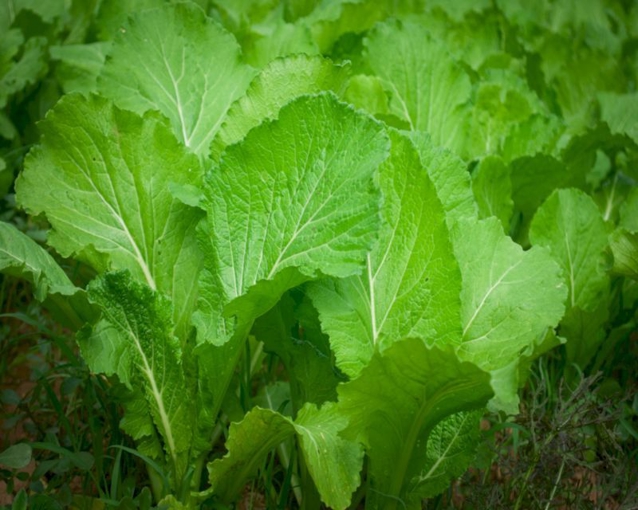 Spring Mustard How to grow mustard in gardens and pots | Yates