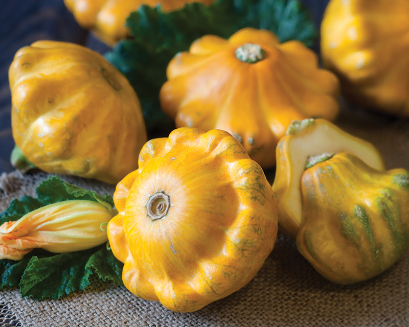 how-to-grow-squash_1551160530956