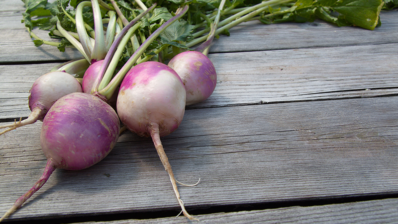 how-to-grow-turnips_1551160515511