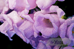 Canterbury Bells Main