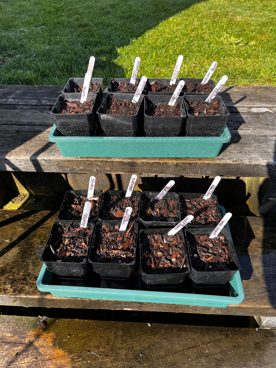 sowing, sowing, and sowing