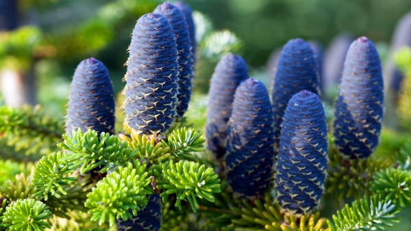 Abies normanniana